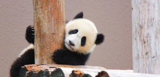 申立理由 氏名変更相談センター